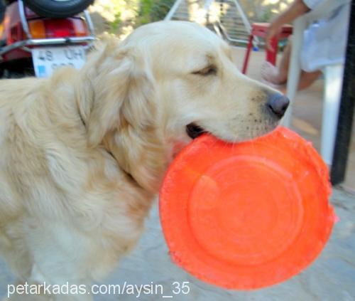 çapkın Erkek Golden Retriever