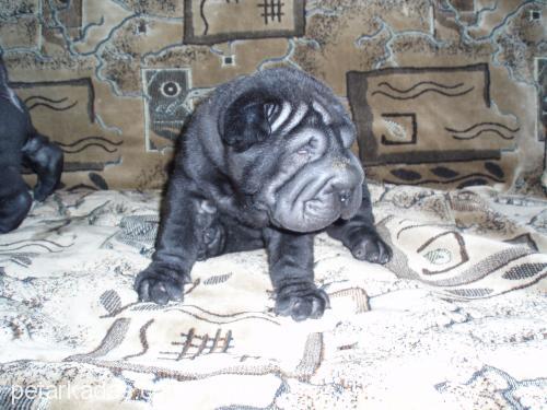 DİANA  Dişi Çin Shar-Pei