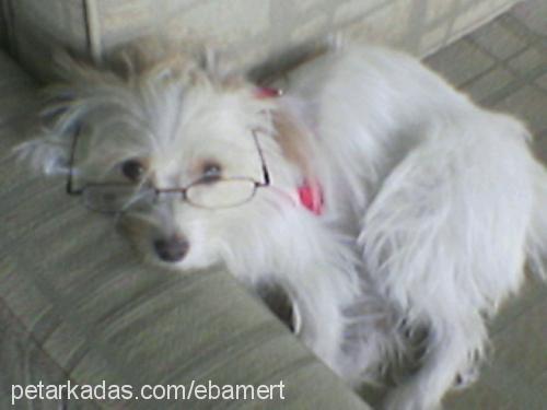 Puffy Dişi West Highland White Terrier