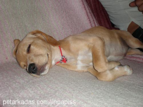 BETİ Dişi Labrador Retriever