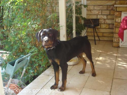 PASHA Erkek Rottweiler