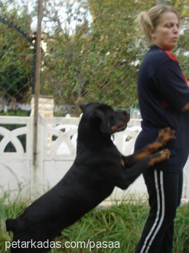 PASHA Erkek Rottweiler