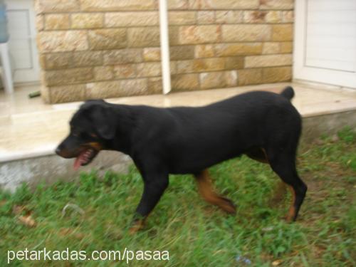 PASHA Erkek Rottweiler