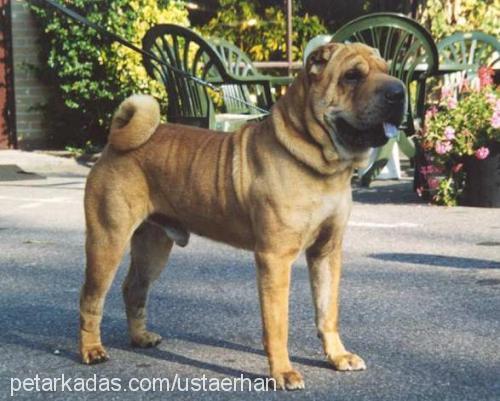 buruşuk Erkek Çin Shar-Pei