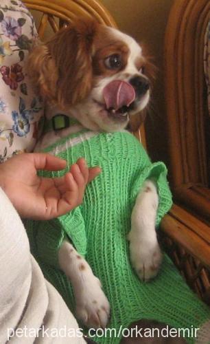 Çapkın Erkek King Charles Spaniel