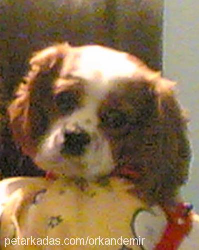 Çapkın Erkek King Charles Spaniel