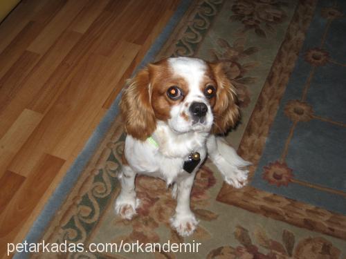 Çapkın Erkek King Charles Spaniel