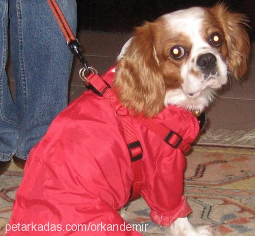 Çapkın Erkek King Charles Spaniel