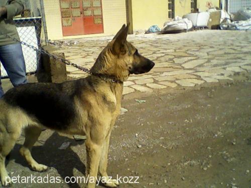 ayaz Dişi Alman Çoban Köpeği