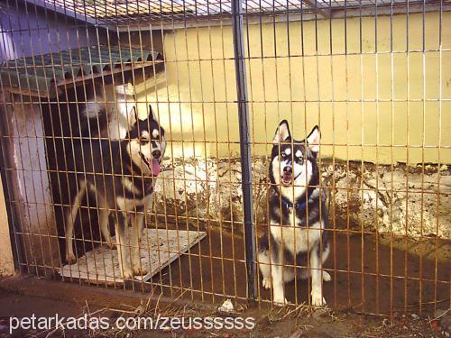 zeuss Erkek Alaskan Malamute