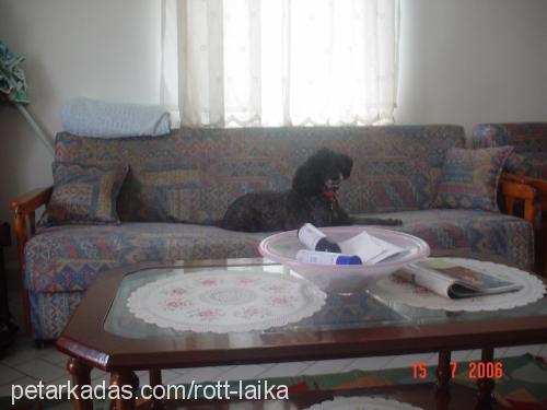 negro-melekoldu Dişi Poodle (Standart Kaniş)