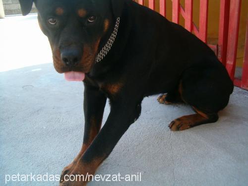 rodi Erkek Rottweiler