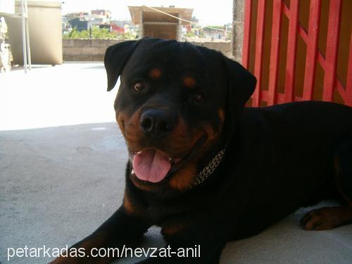 rodi Erkek Rottweiler