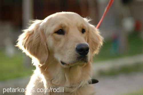 RoDii Erkek Golden Retriever