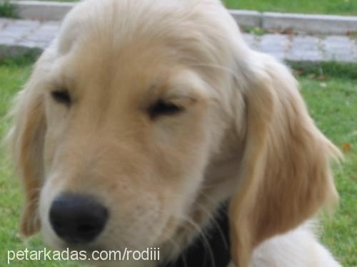 RoDii Erkek Golden Retriever