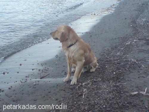 RoDii Erkek Golden Retriever