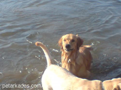 RoDii Erkek Golden Retriever