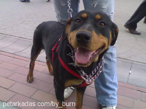 zara Dişi Rottweiler