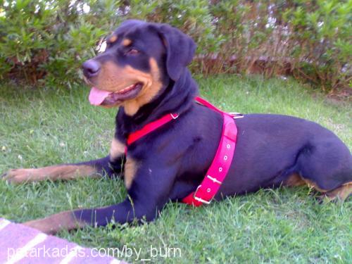 zara Dişi Rottweiler