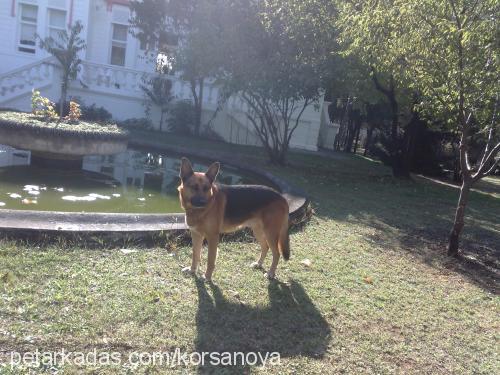 max Erkek Alman Çoban Köpeği