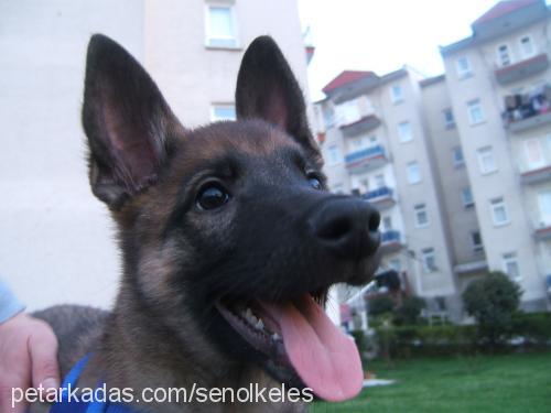 Paşa Erkek Belçika Malinois