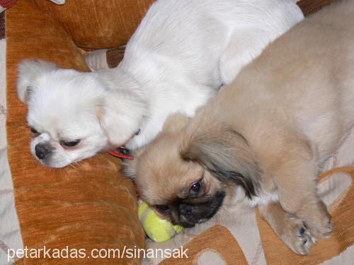 kokoş Dişi Pekingese