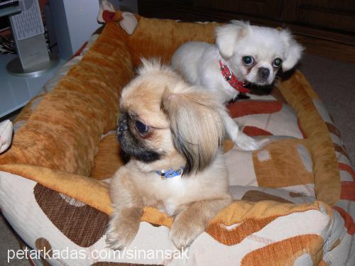 kokoş Dişi Pekingese