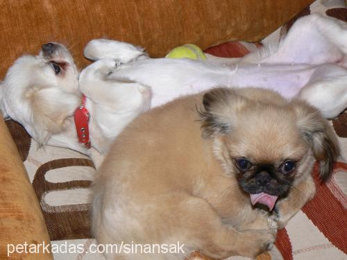 kokoş Dişi Pekingese