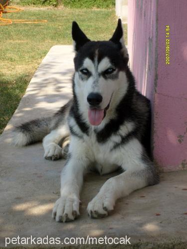 bady Erkek Sibirya Kurdu (Husky)