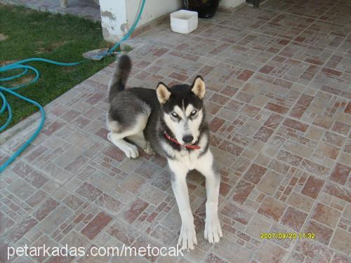 bady Erkek Sibirya Kurdu (Husky)