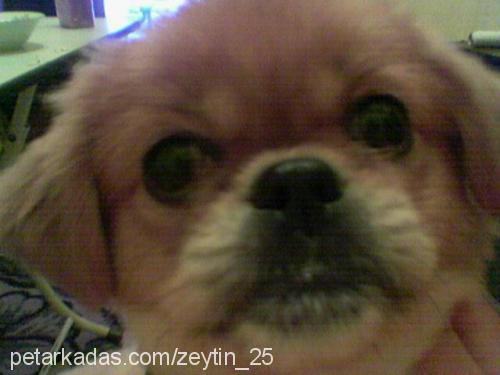 zeytin Erkek Pekingese