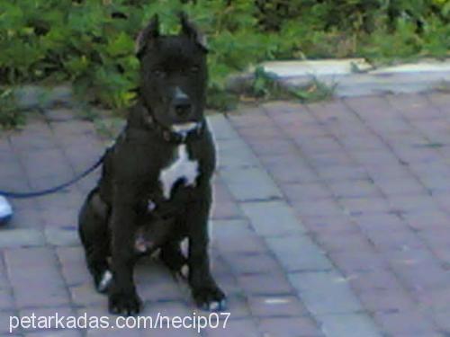 lost Erkek Amerikan Staffordshire Terrier