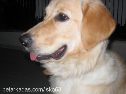 karamel Dişi Golden Retriever