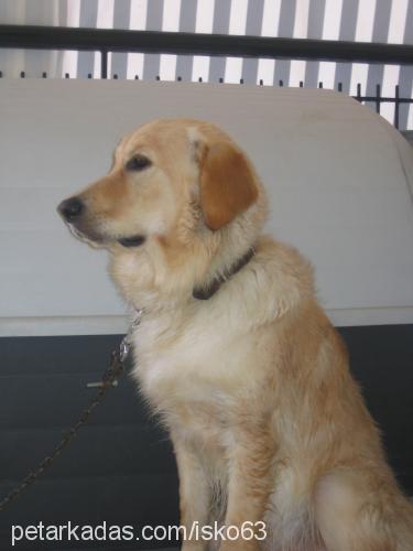 karamel Dişi Golden Retriever