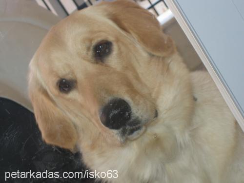 karamel Dişi Golden Retriever