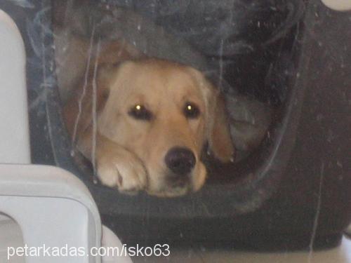 karamel Dişi Golden Retriever