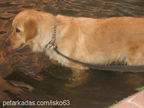 karamel Dişi Golden Retriever