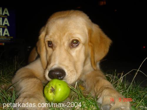 MAX Erkek Golden Retriever