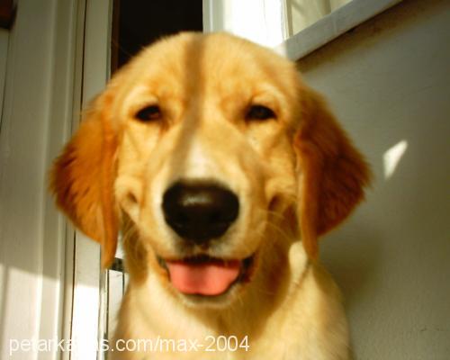 MAX Erkek Golden Retriever