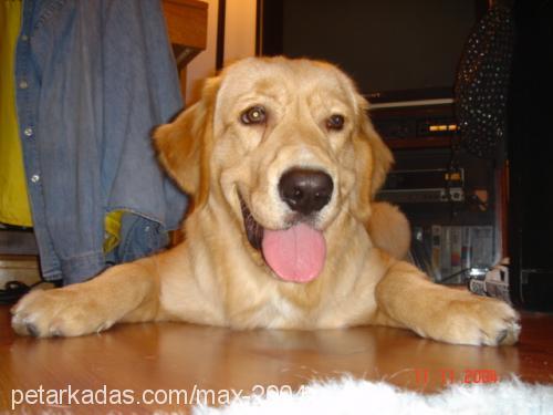 MAX Erkek Golden Retriever