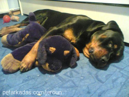 jeroun Erkek Rottweiler