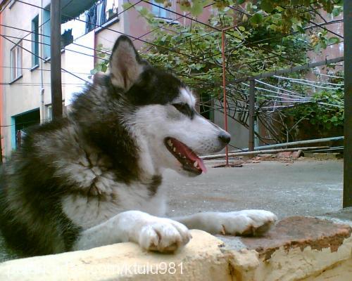 pasha Dişi Sibirya Kurdu (Husky)