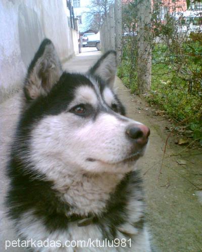 pasha Dişi Sibirya Kurdu (Husky)