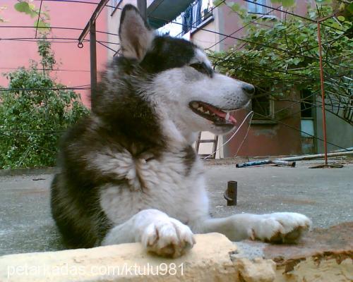 pasha Dişi Sibirya Kurdu (Husky)