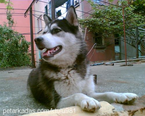 pasha Dişi Sibirya Kurdu (Husky)