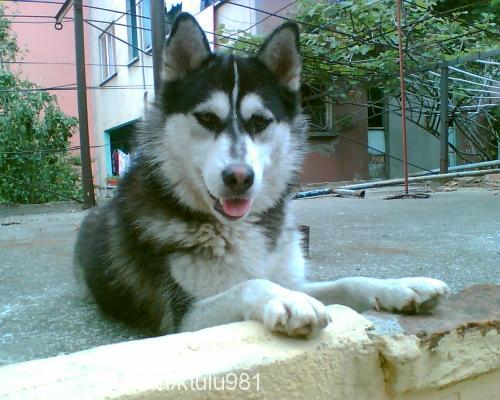 pasha Dişi Sibirya Kurdu (Husky)