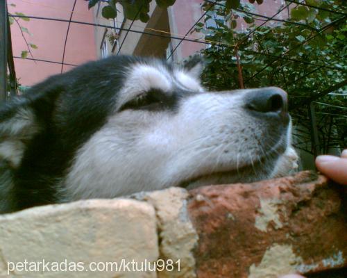 pasha Dişi Sibirya Kurdu (Husky)