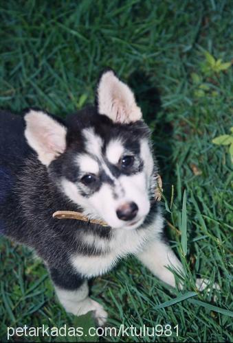 pasha Dişi Sibirya Kurdu (Husky)