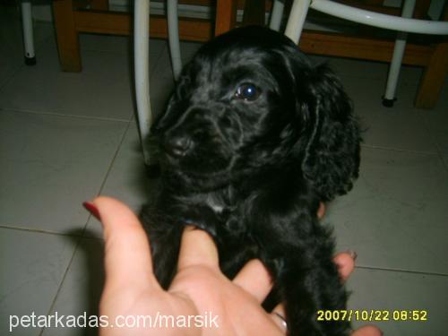 marsık Erkek İngiliz Cocker Spaniel