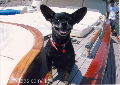 lily Dişi Minyatür Pinscher